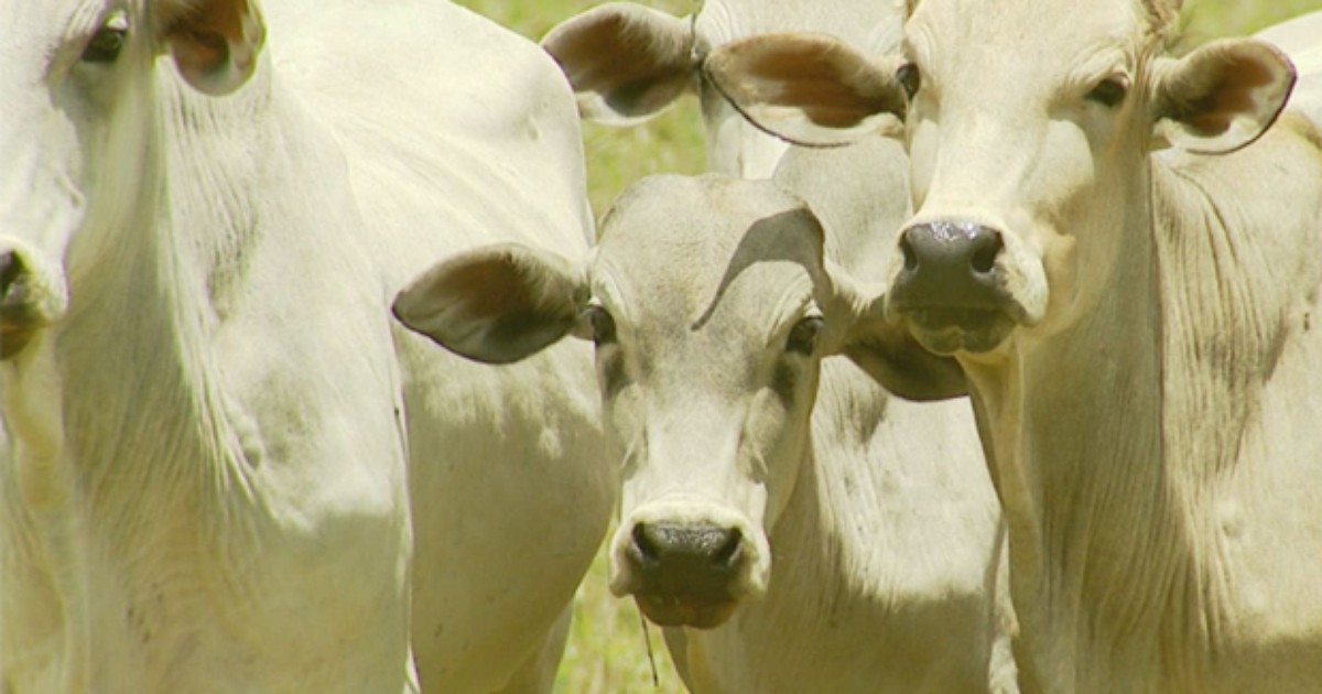 Furtos a gado crescem 37,7% entre janeiro e setembro no Sul de ... - Globo.com
