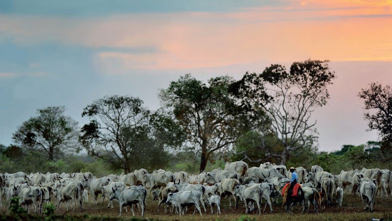 Hoje é dia do Pantanal - Revista Globo Rural