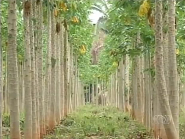 Mais de 30 mil pés de mamoeiro são plantados em um povoado de Araguatins (Foto: Reprodução/TV Anhanguera)