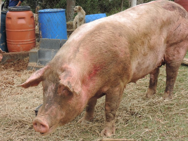 Animais ainda possuem marcas de machucados devido aos acidentes (Foto: Jomar Bellini / G1)