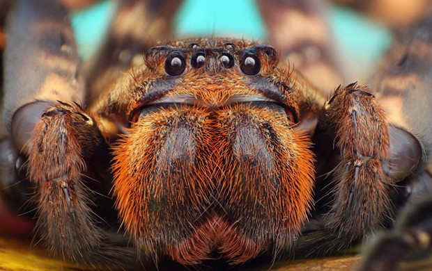 Fotógrafo indonésio fez closes de várias espécies de aranhas (Foto: Roni Hendrawan/Solent News/Rex Features)