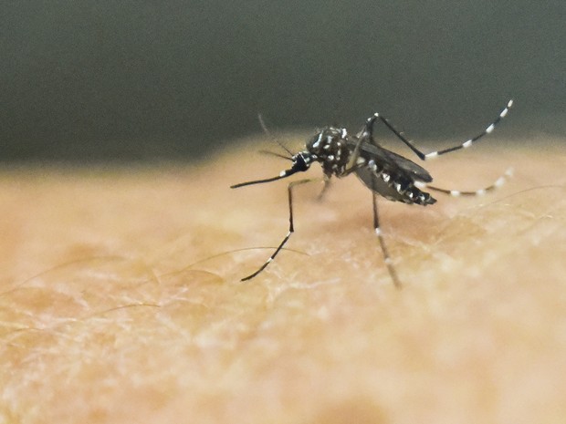 Aedes aegypti (Foto: Luis Robayo/AFP)