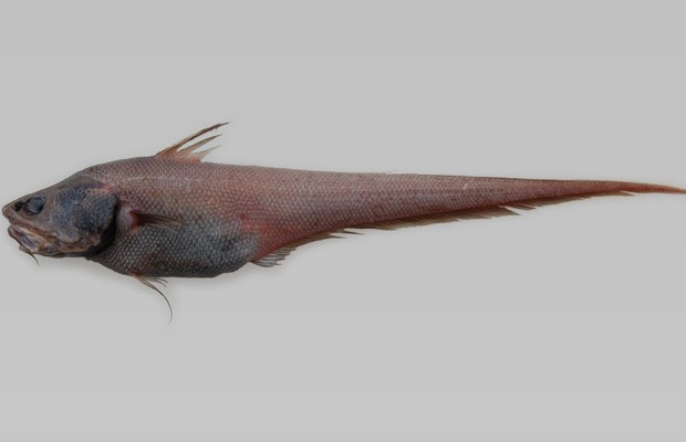 Peixe da espécie 'Coryphaenoides yaquinae', descoberto pela primeira vez em certa região do Oceano Pacífico (Foto: Divulgação/NIWA/University of Aberdeen)