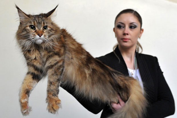 Evento reuniu apaixonados por gatos do Quirguistão (Foto: Vyacheslav Oseledko/AFP)