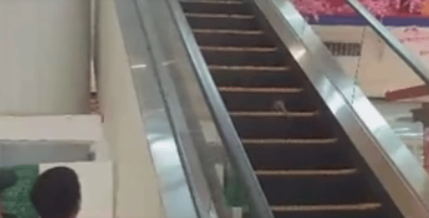 Rato tenta fuga para cima em escada rolante que descia nas Filipinas (Foto: Kru Bryan/Facebook)