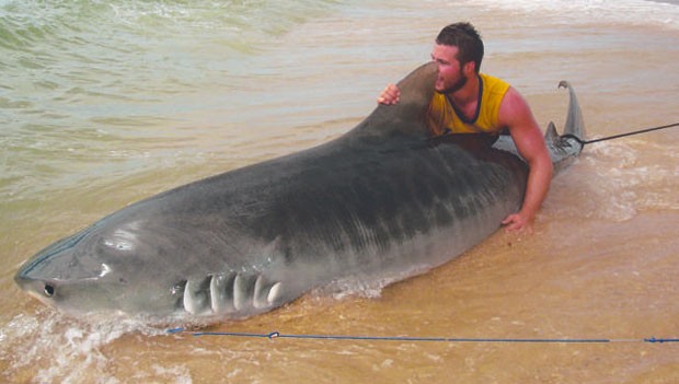 Max Muggeridge fisgou tubarão-tigre enorme com vara e anzol na costa de Queensland (Foto: Reprodução/Twitter/DianeN56)