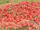 Com preço baixo, produtores jogam mais de 30 mil caixas de pimentão 