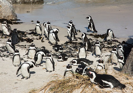 Pinguins entre as rochas de granito da praia Bouders (Foto: © Haroldo Castro/Época)