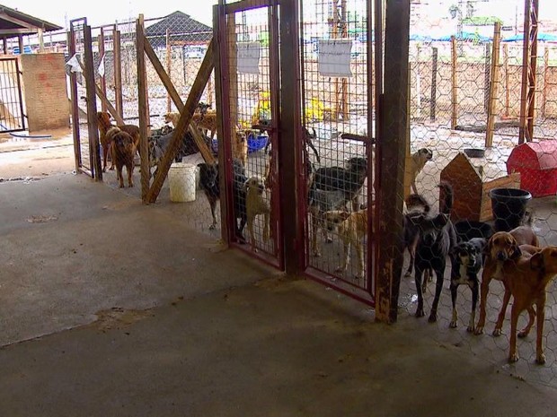 Superlotao de Canil em Rio Claro preocupa Associao de Defesa dos Animais (Foto: Ronaldo de Oliveira / EPTV)