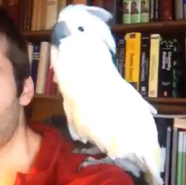 Pássaro animado dançou em cima do ombro do dono, e virou hit na web (Foto: Reprodução/YouTube/Yopi69)