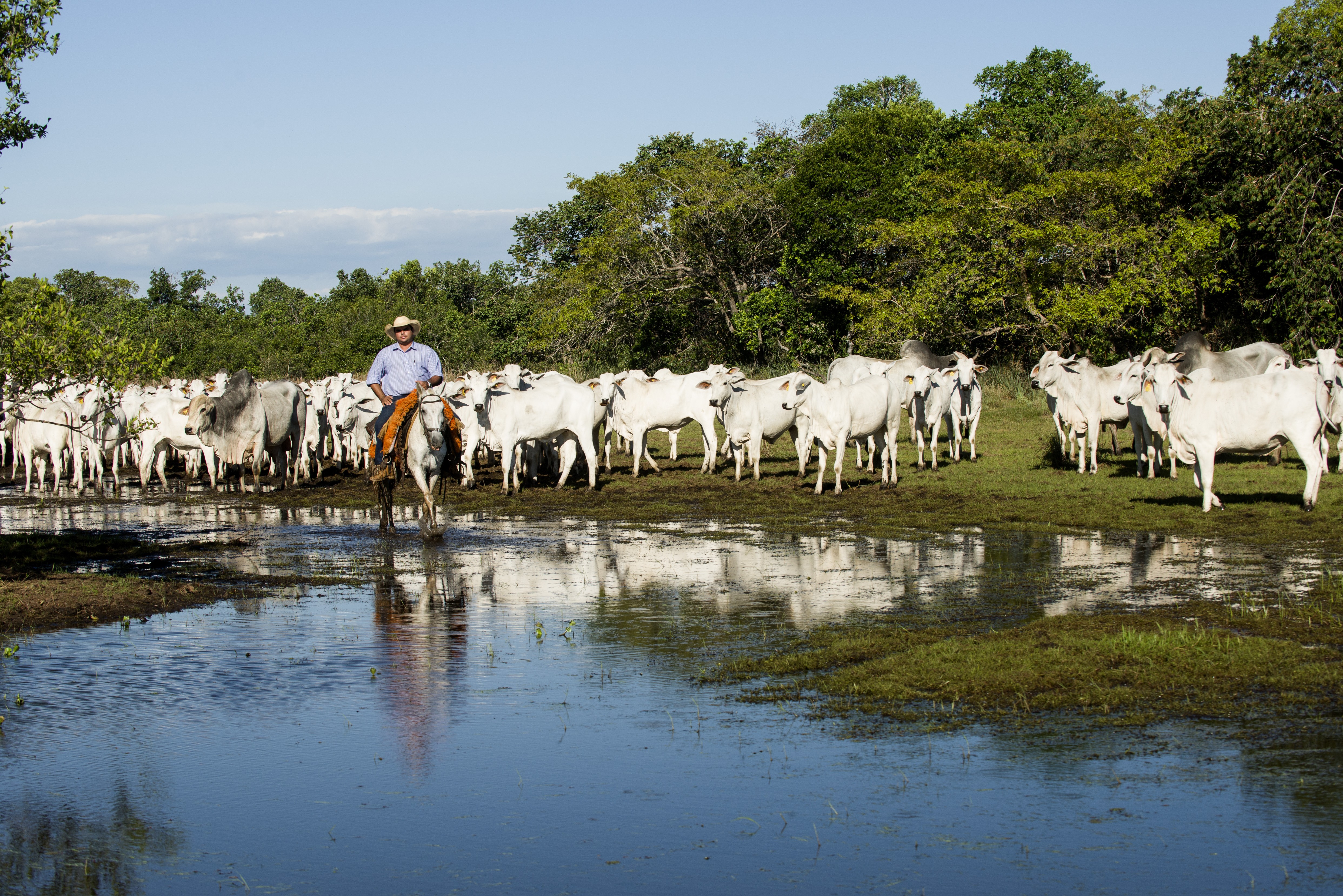 Hoje é dia do Pantanal - Revista Globo Rural