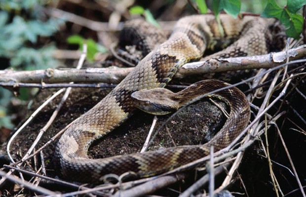 Serpente da espécie 'Bothrops jararaca', uma das espécies que teve o veneno estudado (Foto: Divulgação/Felipe Süssekind/Wikicommons)