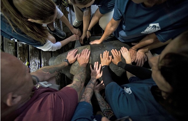 Tratadores cuidam de peixe-boi afetado por 'maré vermelha' (Foto: Steve Nesius/Reuters)