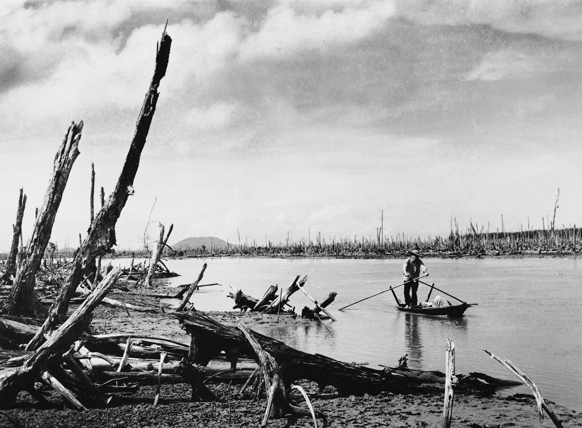 1970 - Um guerrilheiro avalia os estragos causados pelo Agente Laranja em um manguezal de Mekong Delta. O exército americano destruiu a área para evitar que os vietcongs usassem a área para se esconder (Foto: Divulgação)