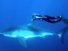 Modelo mergulha com tubarões brancos para preservar espécie