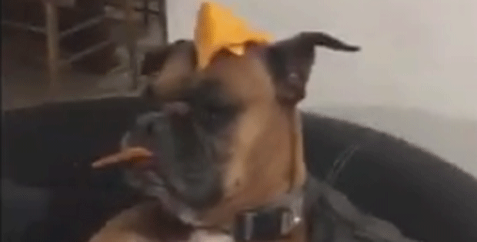 O boxer Boston durante o desafio (Foto: Ryan T/Twitter)