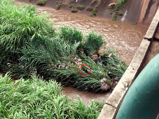 Animal ficou em cima de mato e lixo situados no local (Foto: Imagens/TV Bahia)