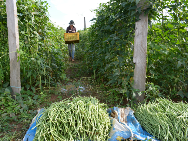 Agricultor abastece supermercados em Ariquemes e Porto Velho (Foto: Eliete Marques/G1) Agricultor abastece supermercados em Ariquemes e Porto Velho (Foto: Eliete Marques/G1)