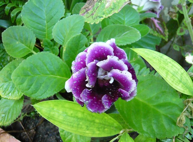 A gloxínia deve ser adubada uma vez ao mês durante o período de floração (Foto: Freepik / Creative Commons)