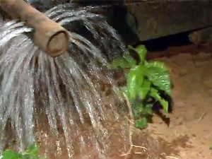 Mudas de café são irrigadas durante a noite (Foto: Reprodução EPTV)