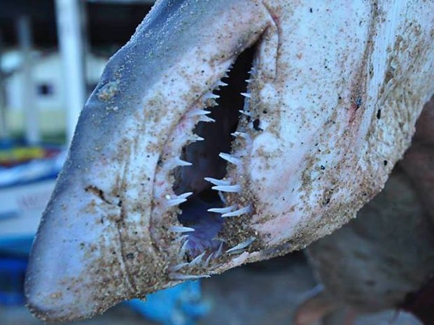 O animal também conhecido como tubarão-touro  (Foto: Celso Martins/Daqui na Rede/Divulgação)