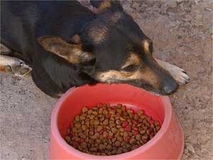 Cão se alimenta de ração em residência de Campinas (Foto: Reprodução EPTV)