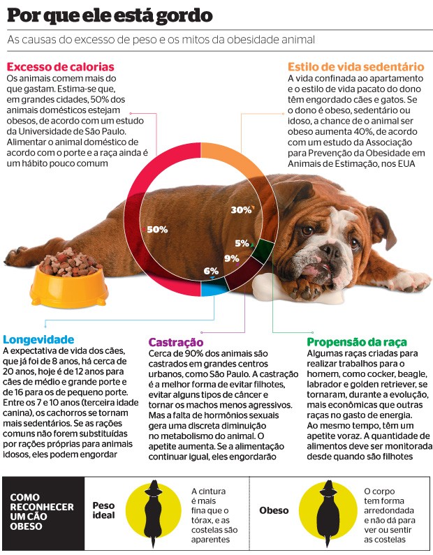 Fontes: Associação Americana de Medicina Veterinária e Associação Nacional de Clínicos Veterinários de Pequenos Animais (Foto: Shutterstock) Fontes: Associação Americana de Medicina Veterinária e Associação Nacional de Clínicos Veterinários de Pequenos Animais (Foto: Shutterstock)