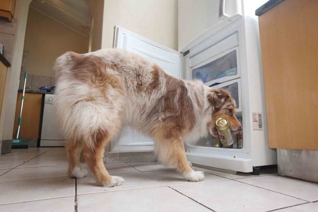 A cadela chamada ‘Kalula’ aprendeu a abrir a geladeira e a pegar cerveja gelada para sua dona, a sul-africana Nicole Jennings. (Foto: Matthew Tabaccos/Barcroft Media/Getty Images)