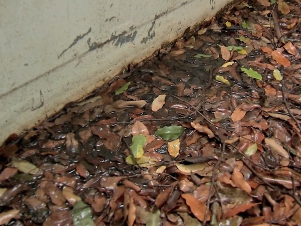 Água parada com folhas secas na carroceria de veículo (Foto: Reprodução/TVCA) Água parada com folhas secas na carroceria de veículo (Foto: Reprodução/TVCA)