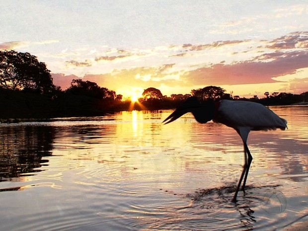 Tuiuiu é considerada a ave símbolo do Pantanal (Foto: Reprodução/ TVCA)