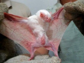 Morcego vampiro albino é encontrado em Pacajá, no sudoeste do Pará | Pará |  G1