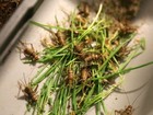 Grilos, larvas e escorpiões serão a comida do futuro?