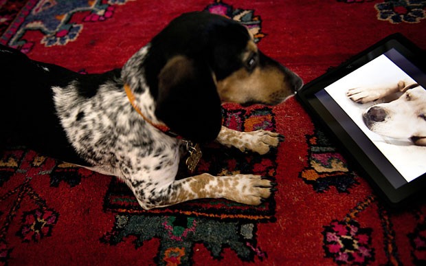 Cachorro assiste à programação da Dog TV, canal de TV com conteúdo exclusivo para cães (Foto: Brendan Smialowski/AFP)