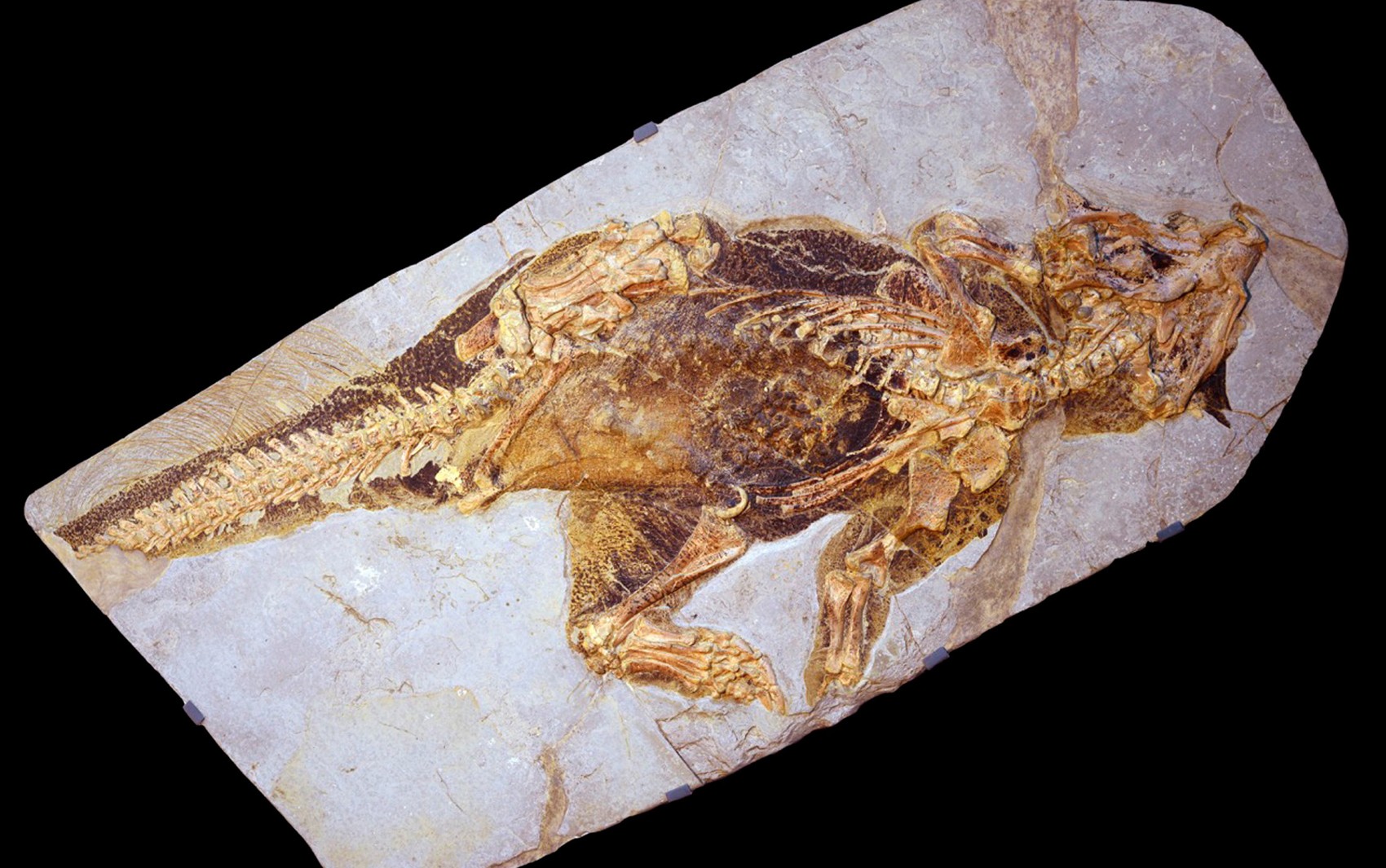  Fóssil de psitacossauro  (Foto: Jakob Vinther/University of Bristol and Bob Nicholls/Handout via REUTERS)