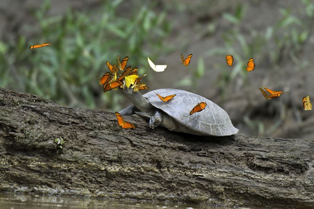 Borboletas disputam por espaço para beber as lágrimas de uma tartaruga na Amazônia peruana (Foto: Caters News/The Grosby Group)