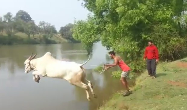 Vaca radical foi filmada saltando em rio (Foto: Reprodução/YouTube/Hirantha Dassanayake)