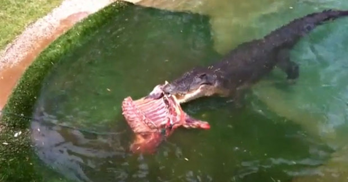 G Crocodilo De Metros Faz Anos E Ganha Banquete Na Austr Lia