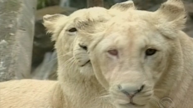 Leões brancos vieram da África do Sul no final de 2011 (Foto: Reprodução/RBS TV)