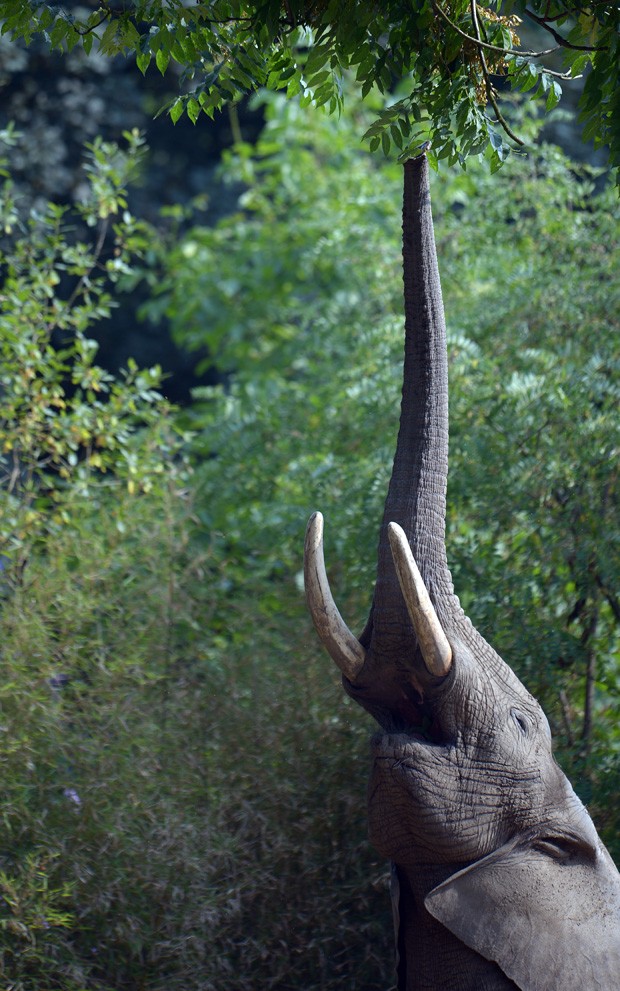 Elefante africano 'se estica' para tentar pegar folhas da copa de uma árvora no zoológico de Duisburg, na Alemanha (Fot Federico Gambarini/AFP)