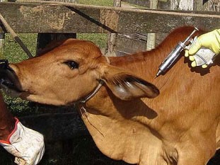 Vacinação contra febre aftosa tem como meta atingir 100 mil cabeças de gado no DF (Foto: Agência Brasília/Divulgação)