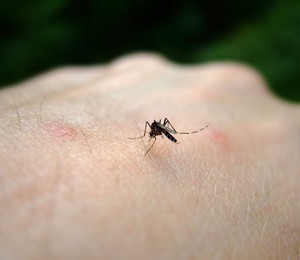 O mosquito Aedes Aegypti, transmissor do vírus da dengue (Foto: Thinkstock)