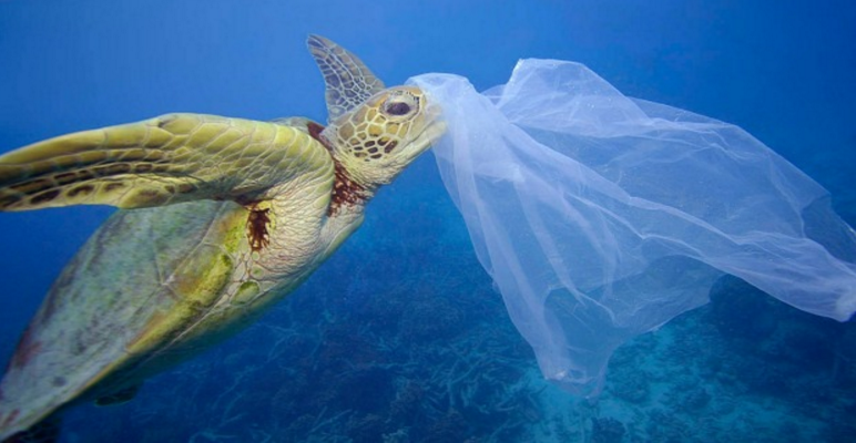 Poluição também afeta animais que vivem nas profundezas do oceano Galileu Ciência