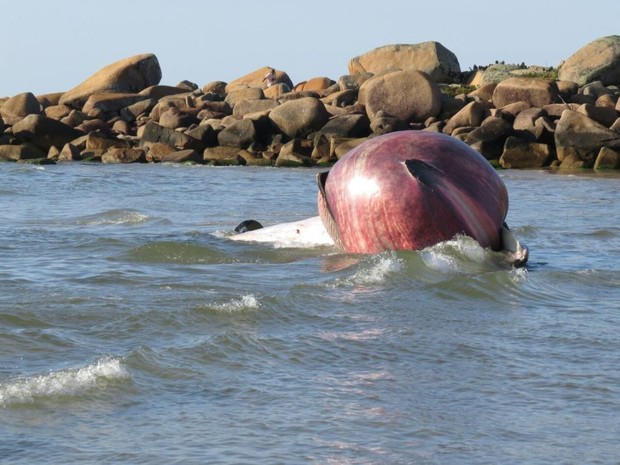 Animal será enterrado na praia em Laguna (Foto: João Baiuka/Divulgação)