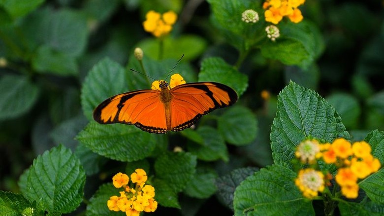 borboleta-borboletario-fiocruz-riodejaneiro (Foto: Tânia Rêgo/Agência Brasil)