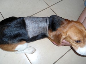 Beagles foram levados por ativistas de laboratório de pesquisas em São Roque (Foto: Arquivo Pessoal)