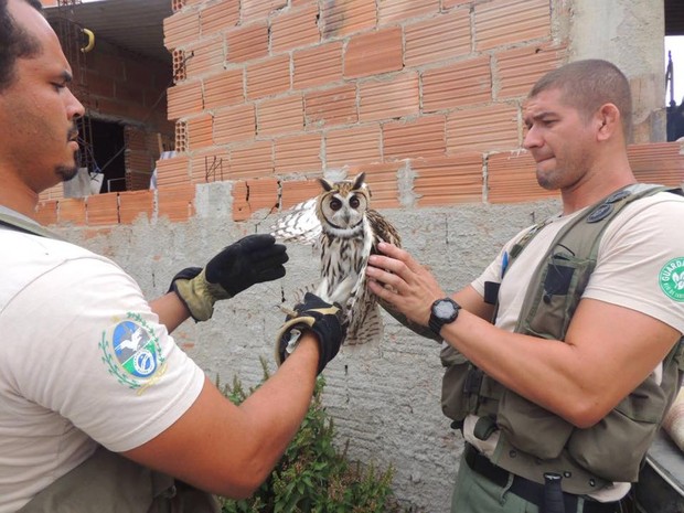 Ave rara foi encontrada ferida e resgatada pelo Inea (Foto: Arquivo Pessoal / Fabrício Valladares)