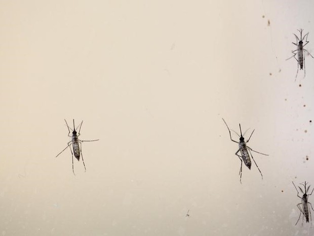 Mosquito Aedes aegypti, transmissor do vírus da zika, em laboratório dos Estados Unidos (Foto: Alvin Baez /Files/Reuters)
