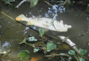 Peixes foram encontrados mortos em lago (Foto: Reprodução/TVCA)