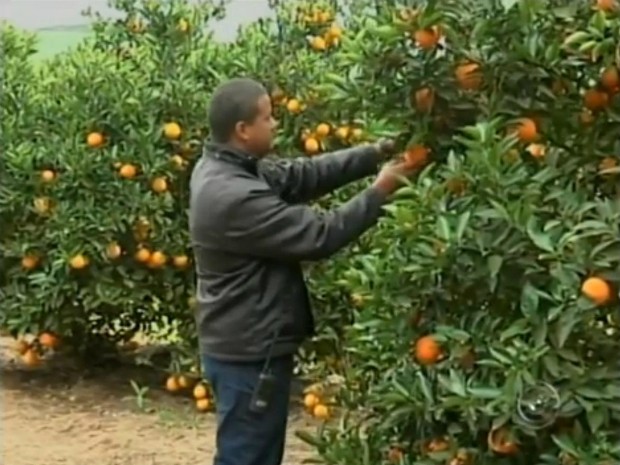 Juliano Silva diz que inspeção garante qualidade na produção (Foto: Reprodução / TV TEM)