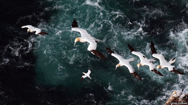  Um ganso-patola adulto conduz três filhotes em uma corrente de ar nos penhascos de Hermaness, ponto mais ao norte das Ilhas Britânicas (Foto: Leejiah Dorward/BBC)